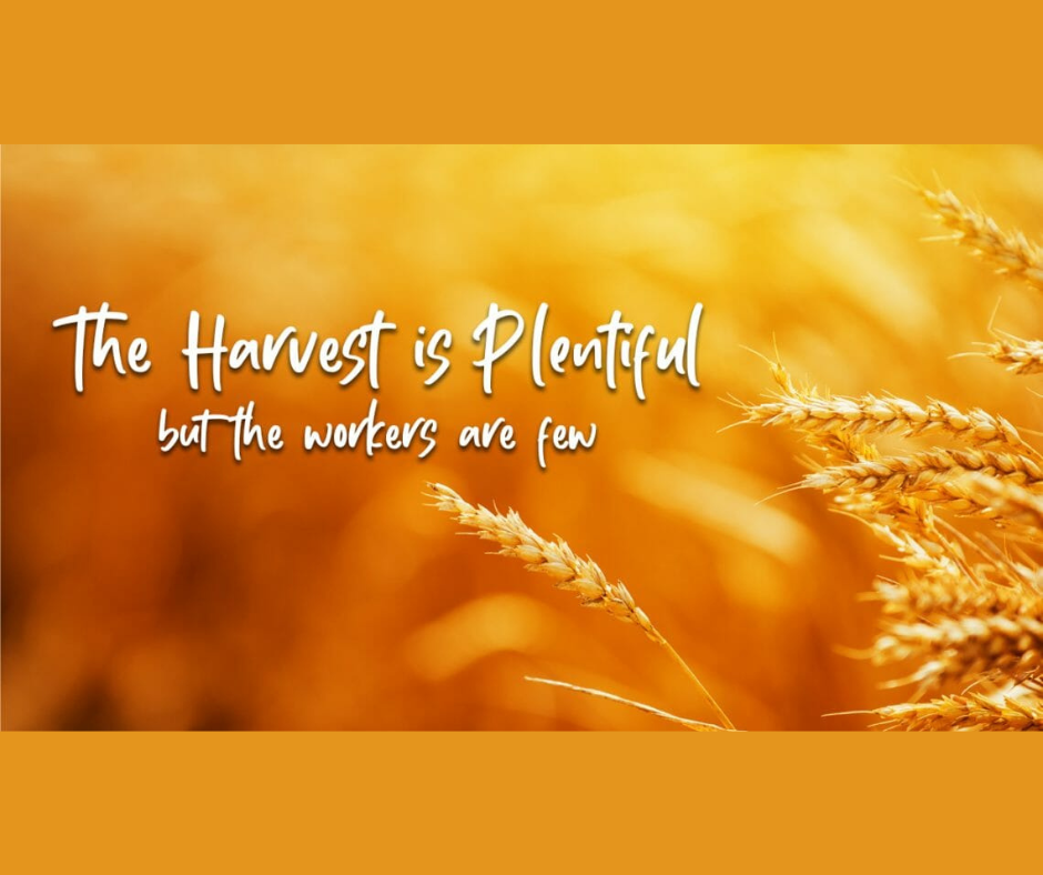ORLC Harvest is Plentiful